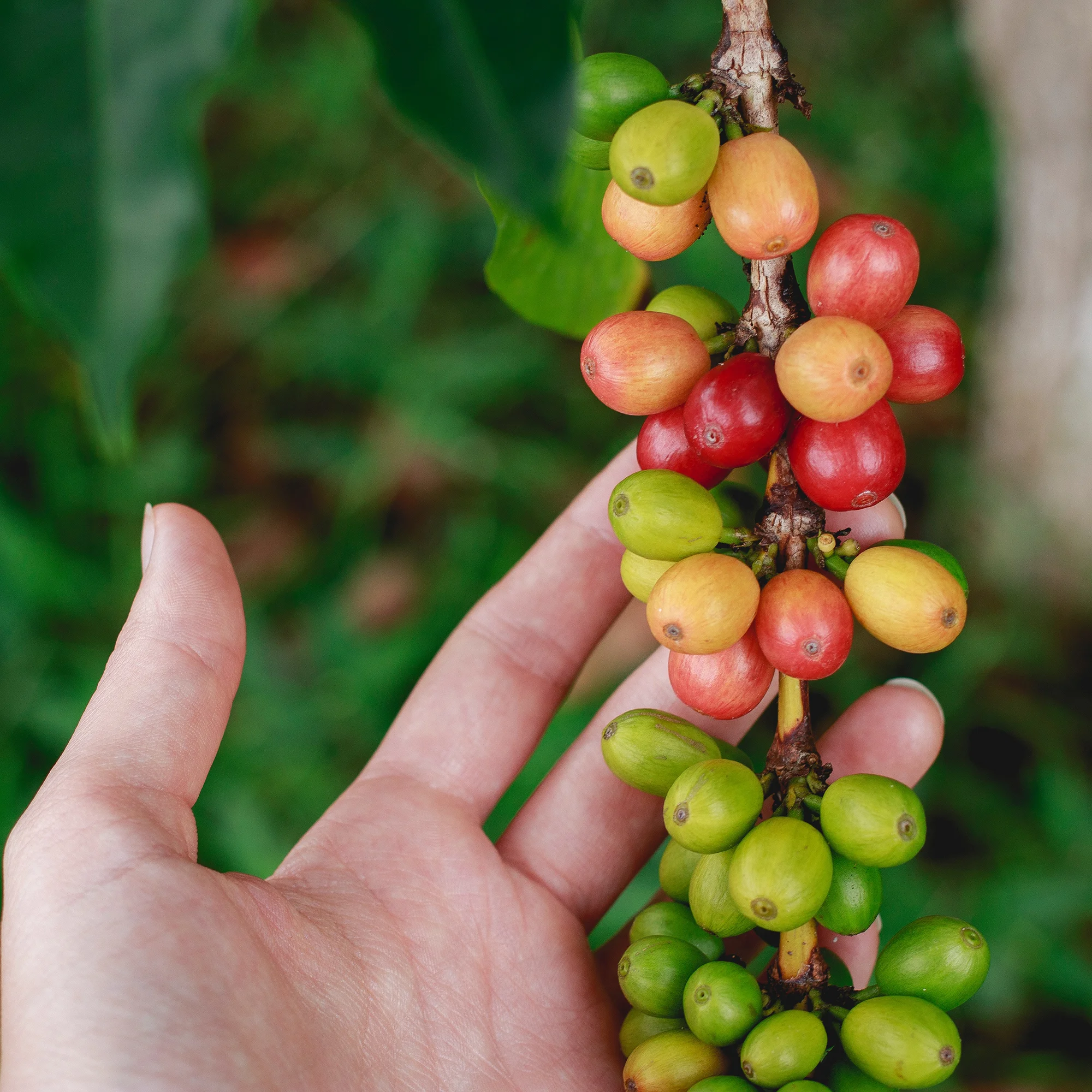 Het Beste Uit De Koffieboon